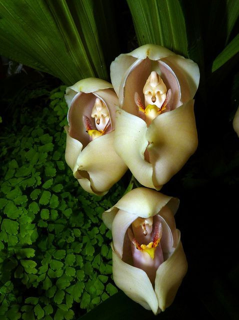 Hoa "em bé quấn tã" Hoa lan Swaddled Babies có thể phát triển đến kích thước 10 cm và có hương thơm mê hoặc. Nó có nguồn gốc từ vùng Colombia Andes ở Nam Mỹ. Những bông hoa có phần trên hé mở ra và bên trong trông như một đứa trẻ đang quấn tã.