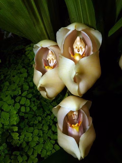 Hoa "em bé quấn tã" Hoa lan Swaddled Babies có thể phát triển đến kích thước 10 cm và có hương thơm mê hoặc. Nó có nguồn gốc từ vùng Colombia Andes ở Nam Mỹ. Những bông hoa có phần trên hé mở ra và bên trong trông như một đứa trẻ đang quấn tã.