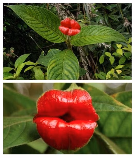 Hoa đôi môi "gái gọi" Giống hoa Hooker’s Lips, (tên gọi khác là Psychotria elata) được gọi là Lips (đôi môi) bởi sắc màu đỏ tươi của chúng và hình dáng trông giống một đôi môi mọng nước. Chúng được ca tụng là loài cây đáng hôn nhất thế giới. Hoa Đôi môi gái gọi phát triển trong các khu rừng mưa của miền Trung và Nam Mỹ. Màu sắc sặc sỡ của loài hoa này khiến con người dễ nhận biết từ khoảng cách xa.