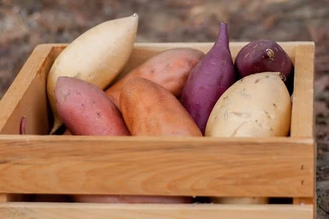 Loi ich chua nhieu benh nguy hiem it ai ngo den cua khoai lang