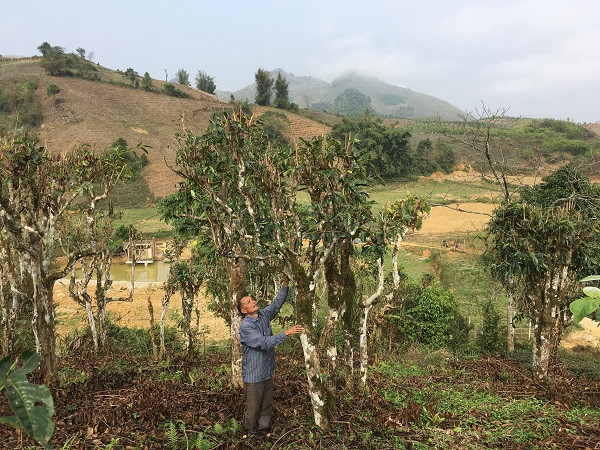 Vườn chè của gia đình ông Cai có 20 cây chè shan tuyết đã hơn 70 năm tuổi.