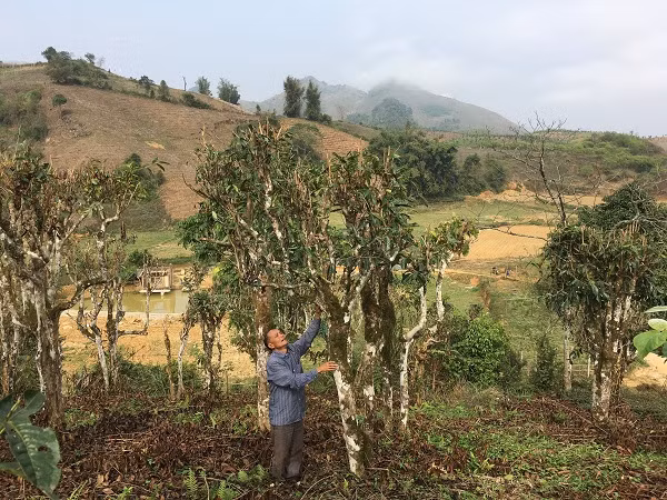 Vườn chè của gia đình ông Cai có 20 cây chè shan tuyết đã hơn 70 năm tuổi.