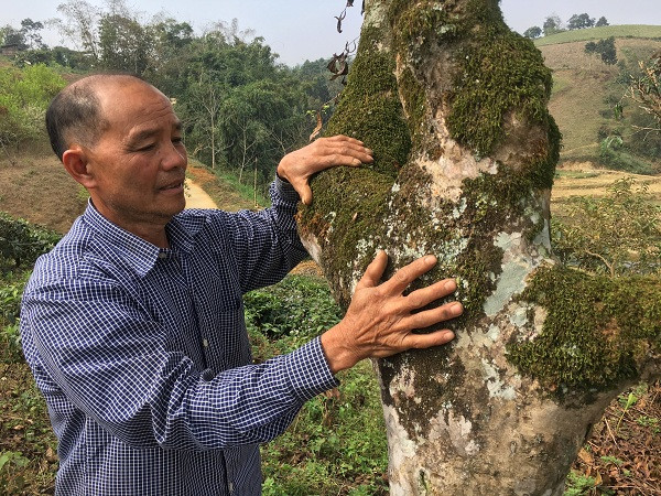 Ông Cai luôn ấp ủ trong lòng làm sao để gìn giữ những gốc chè shan tuyết cổ thụ này cho thế hệ con cháu.