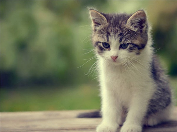 Dau kho vi bi hang xom 'thit' mat meo cung, co gai duoc bay ke doc-Hinh-2