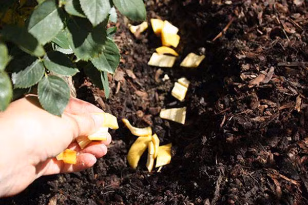 Tu che phan bon tu vo chuoi - chia khoa giup vuon rau lon phong