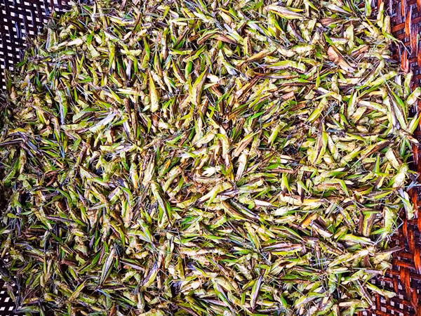 Nguoi Viet giang luoi bat “tom bay”, ca trieu dong/ngay-Hinh-3