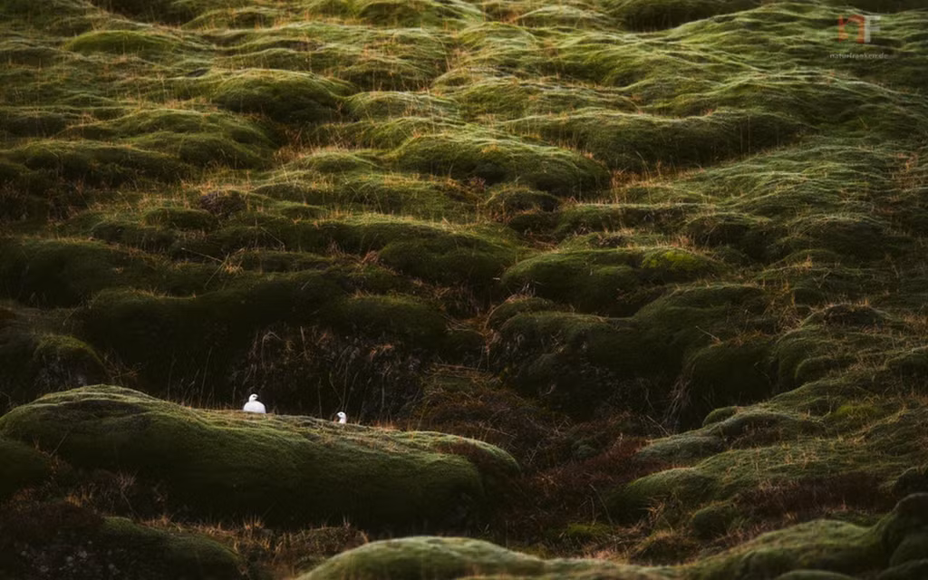 Ngày nay, cánh đồng Eldraun trông rất thanh bình. Cảnh quan kỳ lạ, huyền ảo tựa như vùng đất ngoài hành tinh. Rêu xanh dày phủ lên các miệng hố và trải rộng khắp cánh đồng dung nham, làm cho cảnh vật trở nên mềm mại và ấn tượng, che giấu những vết tích gồ ghề của thảm họa trong quá khứ. Ảnh: Stephan Amm.