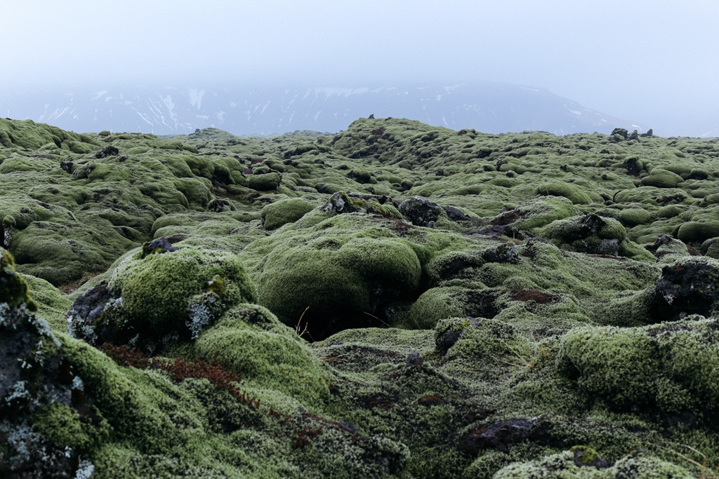 Mặc dù được bao phủ trong nhiều thập kỷ, lớp rêu trên cánh đồng dung nham Eldhraun khá mỏng. Du khách có thể nhìn thấy những tảng đá nham thạch đen sắc nhọn nhô lên bên dưới rêu xanh. Do mặt đất không ổn định, những tảng đá không an toàn, cánh đồng cũng chứa nhiều kẽ hở và khe nứt khổng lồ. Ảnh: Jennifer Cauli.