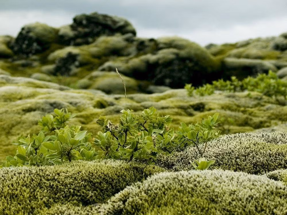 Cánh đồng dung nham 56 km2 không chỉ ấn tượng với cảnh quan độc lạ hiếm thấy mà còn có tầm quan trọng cả về lịch sử và địa chất, cũng như là nơi khám phá sự bền bỉ của hệ động thực vật Iceland. Đây chính là lý do khiến Eldhraun trở thành một trong những điểm thu hút khách du lịch lớn nhất của “xứ sở băng đảo”. Ảnh: Stephan Amm, Even Westvang, Paul Perton, Oliver Wagemann.