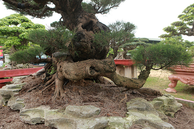 Thân cây xù xì như hóa lũa, một phần lõi cây đã mục ruỗng tạo nên một lỗ lớn trong thân. Cây mang tính nghệ thật rất cao.