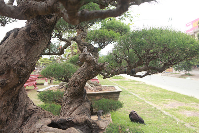 Nói về giá trị của cây, anh Toàn cho biết, rất khó nói giá bởi cây mang tính nghệ thuật cao, giá thì vô cùng. Nhưng nếu bán cũng phải ít nhất 2 tỷ đồng.