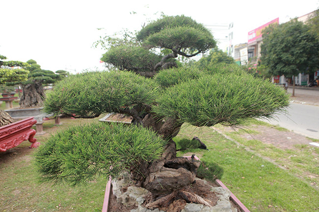 Tác phẩm “lão” phi lao cao 1,2m, thân lớn có đường kính khoảng 40cm, thân nhỏ có đường kính khoảng 15cm, bông tán rộng 1,5m.