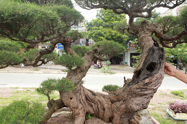 Cây được trồng trên một phiến đá lớn. "Phi lao là một cây sống ở vùng biển, sức sống mãnh liệt, nhìn cây rất khô cứng nhưng dưới bàn tay tạo tác của con người cây trở nên uyển chuyển”, anh Toàn nói.