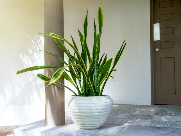 8 loai cay canh loc sach khi doc, hut ca buc xa trong nha