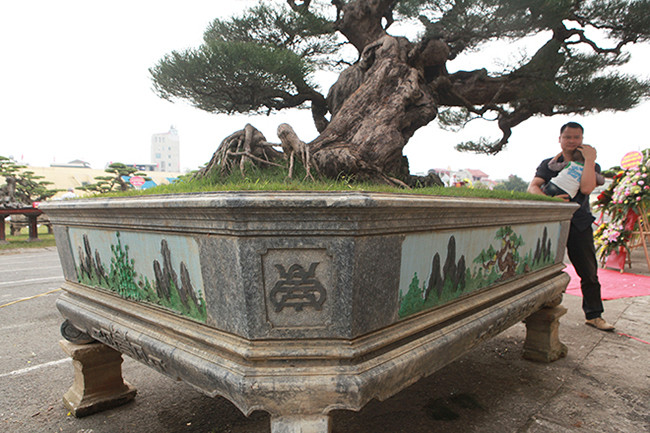 Nói về giá trị của cây, anh Thịnh cho biết, rất khó nói giá bởi cây mang tính nghệ thuật cao, giá thì vô cùng.