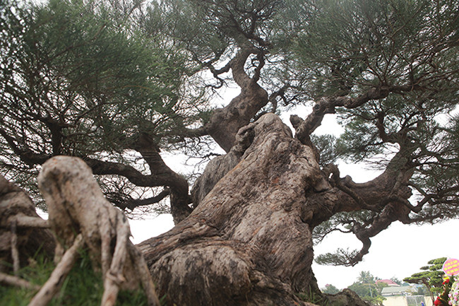 Cận cảnh tay cành của cây mà phải chục năm mới hoàn thành.