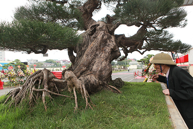 Bông tán phân bổ hợp lý, đầy đặn, tạo những khoảng hở để người xem nhìn thấy độ “bay” của cây. Để có bộ bông tán đẹp, có tính nghệ thuật cao thì cây phải được làm rất cầu kỳ, kiên trì qua nhiều năm “cây phi lao có sức sống mãnh liệt nhưng việc trồng trong chậu để chăm sóc cũng rất khó”, chủ nhân của cây cho biết.