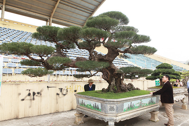 Đường trườn (độ phóng) của thân cây rất đẹp, uyển chuyển. “Phi lao là một cây sống ở vùng biển, sức sống mãnh liệt, nhìn cây rất khô cứng nhưng dưới bàn tay tạo tác của con người cây trở nên uyển chuyển”, anh Thịnh nói.