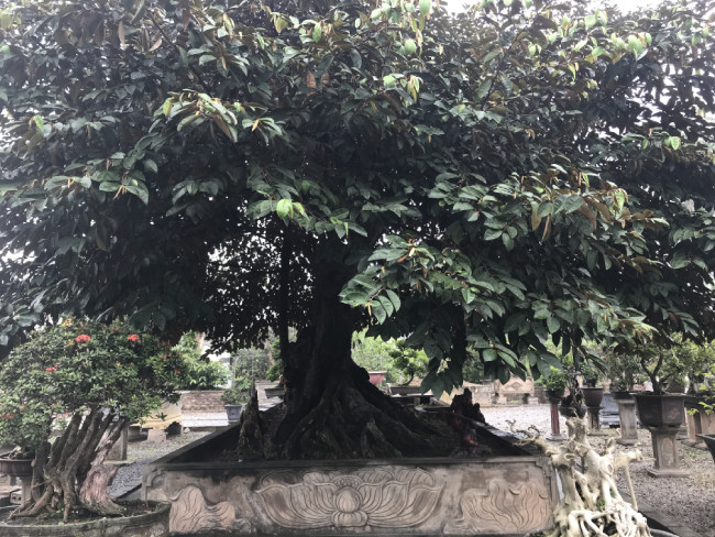 Được biết, chủ nhân cây vú sữa cổ là ông Hoàng Minh Chính. Người khá nổi tiếng trong giới đam mê sinh vật cảnh với nhiều cây độc đáo ở Văn Giang (Hưng Yên). Năm 2013, ông đã về hưu và quyết định dành trọn đam mê, tâm huyết để chăm sóc cây cảnh. Đó cũng là điều khiến ông tìm được sự cân bằng của cuộc sống, có được giây phút tĩnh tâm trong tâm hồn.