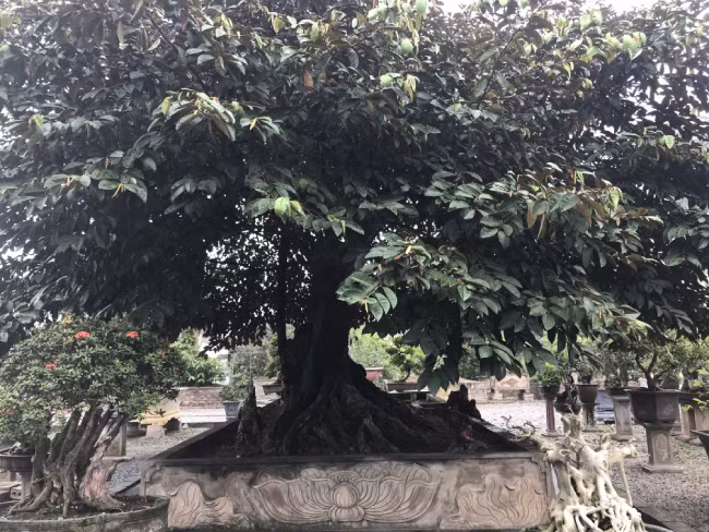 Được biết, chủ nhân cây vú sữa cổ là ông Hoàng Minh Chính. Người khá nổi tiếng trong giới đam mê sinh vật cảnh với nhiều cây độc đáo ở Văn Giang (Hưng Yên). Năm 2013, ông đã về hưu và quyết định dành trọn đam mê, tâm huyết để chăm sóc cây cảnh. Đó cũng là điều khiến ông tìm được sự cân bằng của cuộc sống, có được giây phút tĩnh tâm trong tâm hồn.