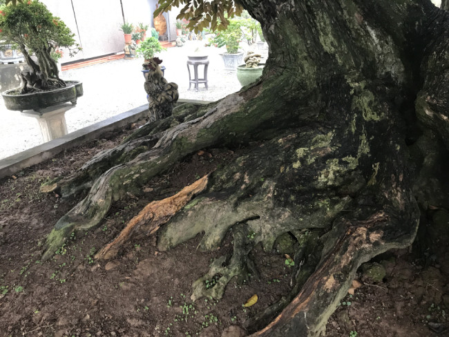 Mỗi năm, cây còn ra rất sai quả. Nhà vườn còn thu hoạch được khá nhiều quả vú sữa.