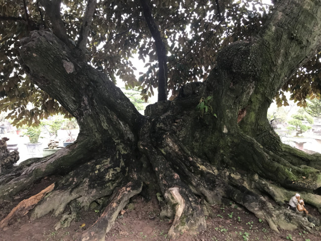 Cây có kích thước rất lớn nên chỉ phù hợp với những nhà có khoảng đất rộng. Được biết, cây người đến mua, có người trả giá vài tỷ đồng nhưng chủ nhân của cây vẫn chưa muốn bán.