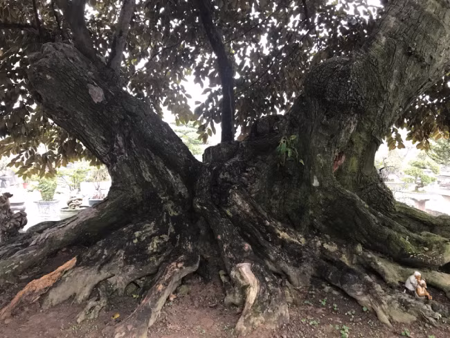 Cây có kích thước rất lớn nên chỉ phù hợp với những nhà có khoảng đất rộng. Được biết, cây người đến mua, có người trả giá vài tỷ đồng nhưng chủ nhân của cây vẫn chưa muốn bán.