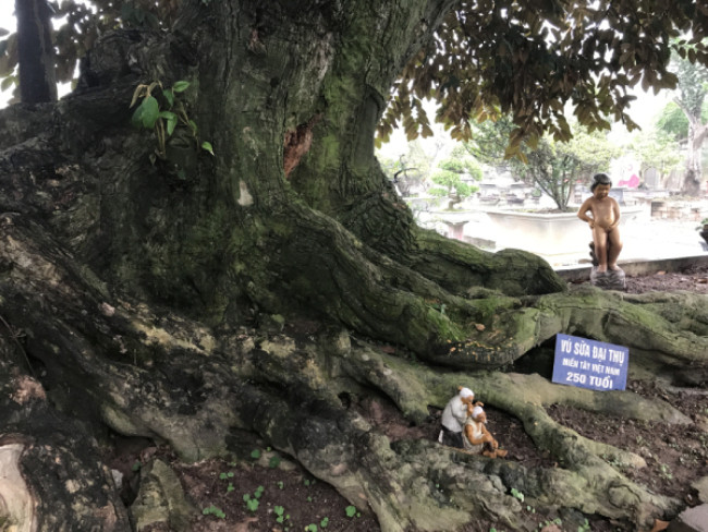 Từ đó, ông bắt đầu tìm mua cây để thực hiện đam mê sở hữu một vườn cây cảnh thực sự chất lượng. Cách đây hơn 3 năm, ông vào Trà Vinh để mua cây vú sữa đại thụ có tuổi đời khoảng 250 năm này. Cây vú sữa dáng trực hoành, thân cây có 2 nhánh lớn, biểu tượng cho 2 cánh tay của người mẹ vươn ra bao bọc, che chở cho các con.