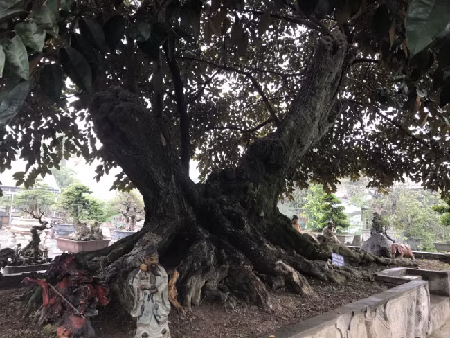 Tuy nhiên, nhiều người đến vườn cây cảnh của ông tham quan đều trầm trồ và tỏ ra thích thú với tác phẩm này. Cây có gốc rất to, phải 2 người ôm mới hết. Toàn bộ gốc và rễ cây đều sần sùi, rêu phong bám đầy theo năm tháng.