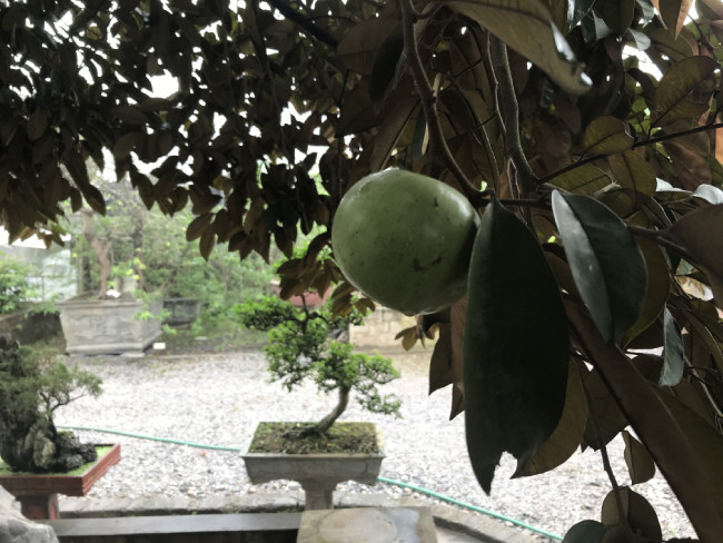 Một người trong giới đam mê sinh vật cảnh đánh giá khó có thể tìm thấy cây vú sữa thứ 2 đẹp và ý nghĩa như vậy.