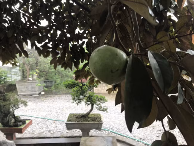 Một người trong giới đam mê sinh vật cảnh đánh giá khó có thể tìm thấy cây vú sữa thứ 2 đẹp và ý nghĩa như vậy.