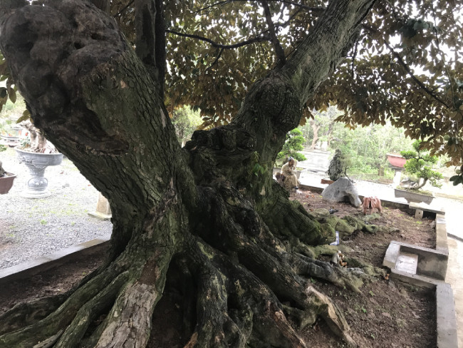 Theo chủ nhân của cây, vú sữa cổ không chỉ mang tính chất tâm linh, nghệ thuật mà còn thể hiện tình mẹ con sâu nặng… Vì vậy, ông rất yêu quý và không nỡ rời xa. Cây được trồng trực tiếp xuống đất, không phải trồng trong chậu nên ông chưa có cơ hội để đem đi triển lãm sinh vật cảnh để mọi người biết đến nhiều hơn.