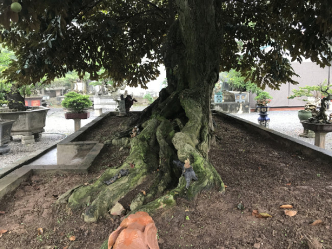 Để vận chuyển ra ngoài này, ông phải bỏ ra khá nhiều công sức và thời gian. Vì muốn cây không bị ảnh hưởng, ông phải thuê những người có kỹ thuật về cây cảnh để đánh gốc và chuyển ra ngoài Bắc. Vú sữa đại thụ cao chừng 5m, chiều rộng của tán khoảng 12m x 6m. Cây có bộ rễ lớn, một phần được nổi lên mặt đất nhìn rất cổ kính và đồ sộ.