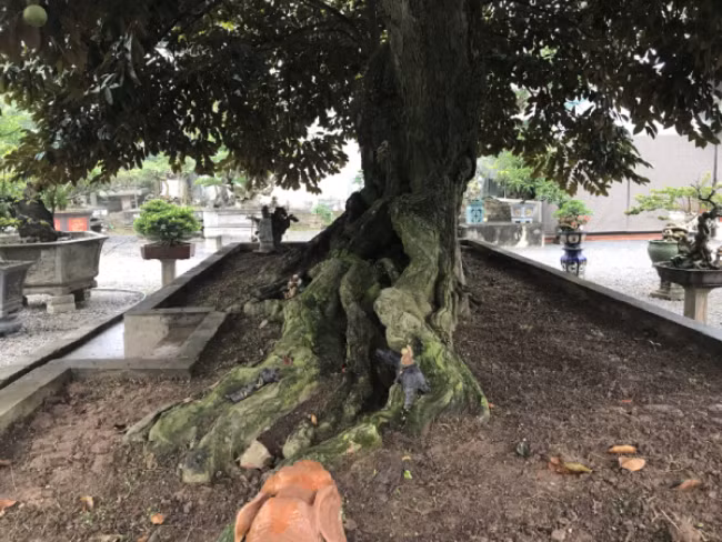 Để vận chuyển ra ngoài này, ông phải bỏ ra khá nhiều công sức và thời gian. Vì muốn cây không bị ảnh hưởng, ông phải thuê những người có kỹ thuật về cây cảnh để đánh gốc và chuyển ra ngoài Bắc. Vú sữa đại thụ cao chừng 5m, chiều rộng của tán khoảng 12m x 6m. Cây có bộ rễ lớn, một phần được nổi lên mặt đất nhìn rất cổ kính và đồ sộ.