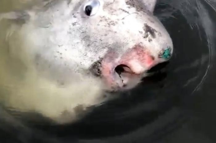 Hinh anh hiem hoi ve loai ca ky la nhat hanh tinh