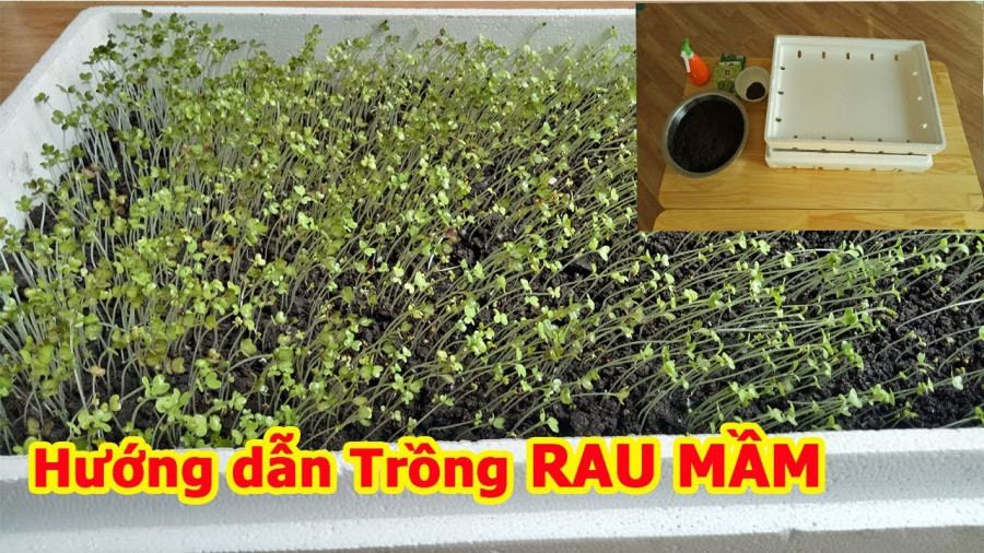 Lay giay an trong rau mam theo cach nay cuc don gian