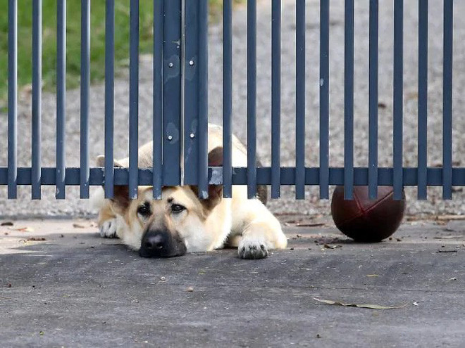 Xot xa co cho nam mai ngoai cong doi chu ve