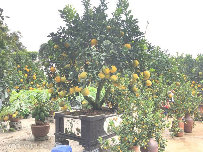 "Để làm ra được một chậu bưởi cảnh không hề đơn giản, từ việc đi thửa mua các gốc bưởi về ghép đã là cả một quá trình gian khổ, đến khi ghép quả và chăm sóc để cây phát triển tốt cũng rất kỳ công, khéo léo mới thành công được", anh Chính chia sẻ.