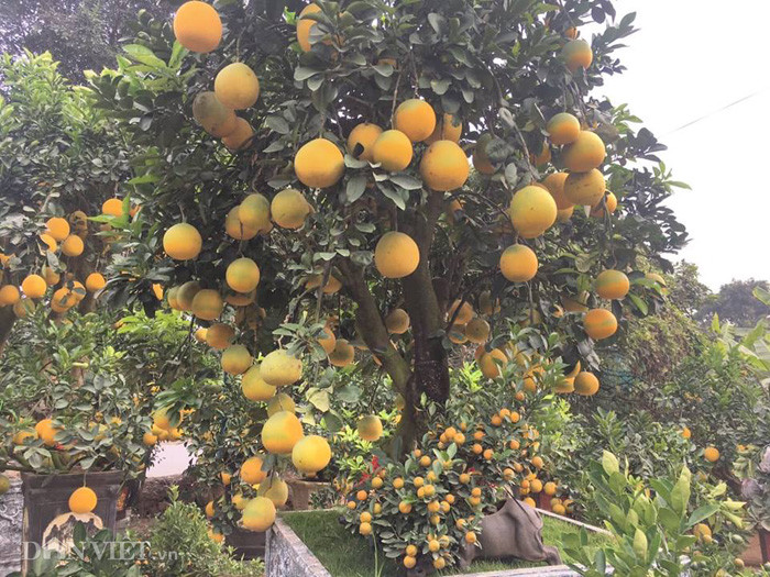 Theo anh Chính, những năm gần đây, khách chọn mua bưởi cảnh chơi, biếu Tết nhiều. Bởi theo họ loại cây chưng Tết này rất có ý nghĩa, nhất là các cây có nhiều quả chín vàng đẹp thể hiện cho sự ấm áp, may mắn. Nó là màu đẹp để khởi sắc đầu năm để cả năm làm ăn tấn tới.