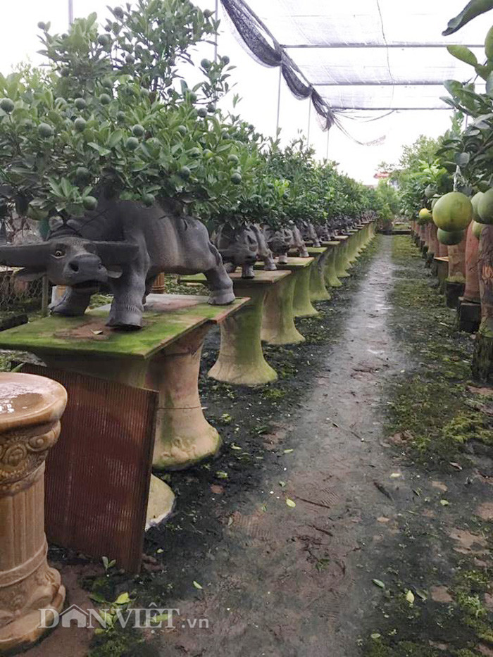 Dù là mặt hàng mới đưa ra thị trường song các sản phẩm trâu cõng quất được anh Chính bán giá khá hợp lý chỉ khoảng vài triệu đồng/sản phẩm.