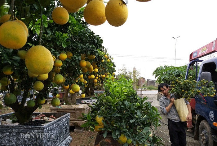 Để xuất vườn được các "siêu buởi" anh Chính phải thuê cả xe cẩu thường trực tại vườn để chuyển hàng cho khách.