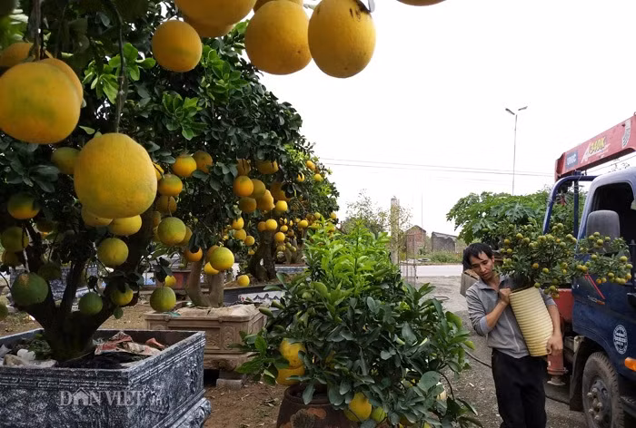 Để xuất vườn được các "siêu buởi" anh Chính phải thuê cả xe cẩu thường trực tại vườn để chuyển hàng cho khách.