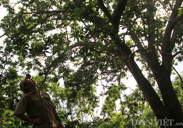 Mặc dù ở tuổi gần 40 nhưng cây bơ vẫn xum suê, ra trái đều đặn. Không chỉ liên tục cho trái, trái của cây bơ quý này còn có hương vị rất thơm, ngon, cơm vàng dẻo, trái to. Do chất lượng đặc biệt và ra trái vụ nên bơ của ông Đức luôn được mua với giá cao hơn gấp đôi so với thị trường. Hiện mỗi năm cây bơ của ông Đức cho đến 7 tạ quả, đem về thu nhập khoảng 60 triệu đồng/năm.