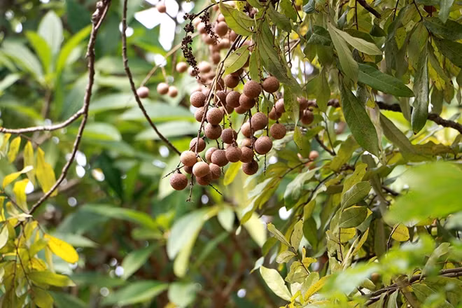 Cây nhãn có cùi dày, múi thơm, mọng và ngọt nhất trong vùng nên được lựa chọn lựa để cúng thành hoàng làng, dâng lên Đức Phật và làm sản vật tiến Vua nên giống nhãn này bây giờ còn gọi là giống nhãn tiến. Ông Nguyễn Diễm, người gốc Phố Hiến kể lại: “Chúng tôi lớn lên thì cây nhãn tổ đã có từ rất lâu rồi. Xưa cây nhãn to và quả sai lắm. Mỗi khi làng có hội họp thì đều tổ chức tại đình (chùa Hiến) nên ký ức của chúng tôi đều gắn chặt với cây nhãn tổ. Mỗi dịp như vậy, chúng tôi đều được các bô lão trong làng kể về sự tích cây nhãn tổ. (Ảnh: CAND)