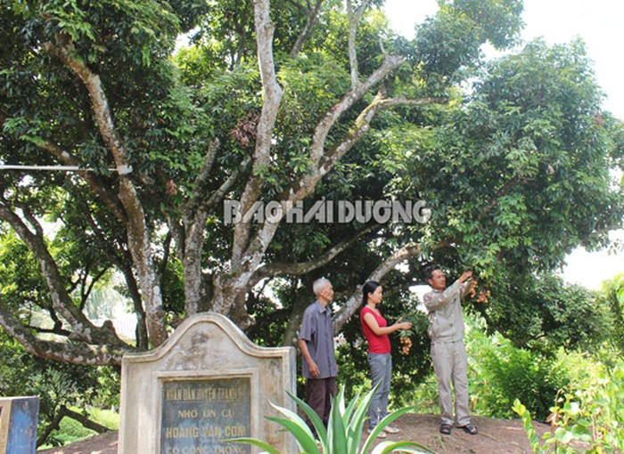 3. "Cụ cây vải tổ" được xác lập Kỷ lục Việt Nam Cây vải tổ tại thôn Thúy Lâm, xã Thanh Sơn, huyện Thanh Hà, tỉnh Hải Dương đã được công nhận là “Cây vải thiều lâu năm nhất (cây vải tổ)” và được công bố đạt danh hiệu Kỷ lục Việt Nam. Cây vải tổ thôn Thúy Lâm, xã Thanh Sơn có cách đây gần 200 năm, do cụ Hoàng Văn Cơm (tên tự Phúc Thành) sinh ngày 10 tháng 5 năm Mậu Thân (1848) trồng được. Thời trai trẻ cụ chuyên buôn bán hoa trái ra Hải Phòng, năm 1870 trong một lần dự tiệc với người Hoa Kiều tại Hải Phòng, cụ được ăn loại vải ngon nên mang về ba hạt ươm thử tại vườn nhà, do thích hợp với thổ nhưỡng và khí hậu, ba hạt đều nảy mầm thành cây, kết quả, có một cây cho quả có hương vị thơm ngon đặc biệt.