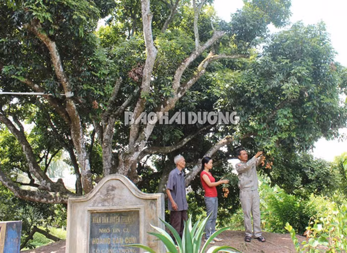 3. "Cụ cây vải tổ" được xác lập Kỷ lục Việt Nam Cây vải tổ tại thôn Thúy Lâm, xã Thanh Sơn, huyện Thanh Hà, tỉnh Hải Dương đã được công nhận là “Cây vải thiều lâu năm nhất (cây vải tổ)” và được công bố đạt danh hiệu Kỷ lục Việt Nam. Cây vải tổ thôn Thúy Lâm, xã Thanh Sơn có cách đây gần 200 năm, do cụ Hoàng Văn Cơm (tên tự Phúc Thành) sinh ngày 10 tháng 5 năm Mậu Thân (1848) trồng được. Thời trai trẻ cụ chuyên buôn bán hoa trái ra Hải Phòng, năm 1870 trong một lần dự tiệc với người Hoa Kiều tại Hải Phòng, cụ được ăn loại vải ngon nên mang về ba hạt ươm thử tại vườn nhà, do thích hợp với thổ nhưỡng và khí hậu, ba hạt đều nảy mầm thành cây, kết quả, có một cây cho quả có hương vị thơm ngon đặc biệt.