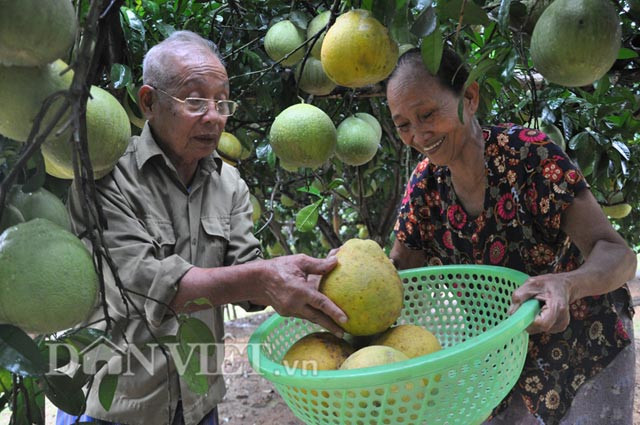 Hai vợ chồng ông Hùng đang lựa hái các quả để đãi khách phương xa. “Hiện, bưởi chưa đến tuổi thu hoạch, nhưng đã có nhiều khách hàng quen vào đặt 40.000 đồng/quả nhưng tôi chưa dám nhận lời bán” – ông Hùng chia sẻ. Ảnh: Trần Quang/ Dân Việt