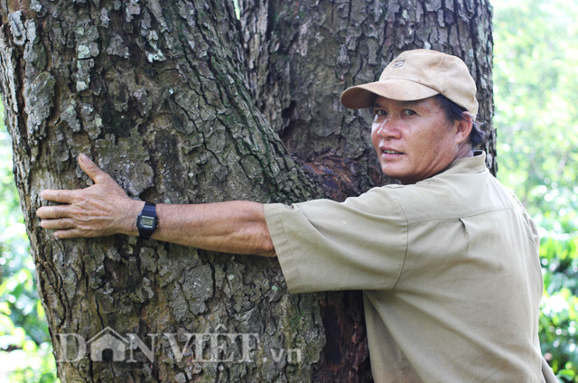Mấy năm trước, sợ cây bơ quý này mất giống, ông Đức đã quyết định cắt ngọn bơ để nhân giống. Do nhiều người biết đến cây đặc biệt của ông Đức nên giống bơ của ông Đức ghép đến đâu được mua hết đến đó. “Mỗi năm tôi ghép được khoảng 2.000 cây giống thu về được hơn 100 triệu đồng”- ông Đức chia sẻ. Ảnh: Duy Hậu/ Dân Việt
