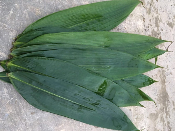 Nhat la tre rung ve ban ma thanh ty phu