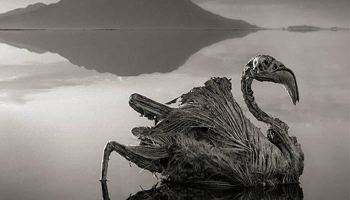 2. Hồ Natron Tìm kiếm những nơi kỳ lạ nhất trên trái đất? Bạn nghĩ sao về chiếc hồ đáng sợ nằm ở Tazania, châu Phi này? Động vật chết trong hồ được biến thành tượng, thông qua quá trình vôi hóa. Sự hiện diện của khối lượng lớn bicarbonate natri đảm bảo chúng biến thành xác ướp. Và vì độ kiềm cao, hồ có màu đỏ. Đây là lý do tại sao hồ này còn được gọi là Hồ ma. Bất chấp tất cả nó là bãi chăn thả ưa thích cho những con thiên nga và hồng hạc nhỏ.